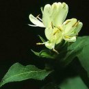 이쁜 댕댕이 이미지