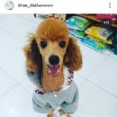 춘자네 개발바닥 이미지