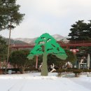 솔향공원 소나무전시관 이미지