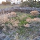 우지연대 이미지