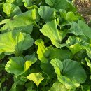 쑤니네 농장 이미지