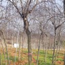 능수홍도화(개복숭아) 나무 정리중-7점대 150주 판매 이미지