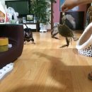 싱싱장구 이미지