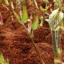 춘천농장 이미지