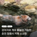 춘천 애견동반 카페 추천｜청평사 계곡에서 강아지와 물놀이 가능한 카페 소소한 후기