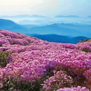 비밀의화원 이미지