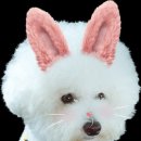 꿈꾸는다락방펜션 이미지