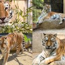 서울대공원 이미지