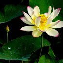 낙동강변19 이미지