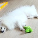 똑똑한 별