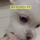 개밥짓는남자 이미지