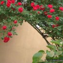 넝쿨장미집 이미지