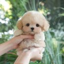 계성메디칼 | 대구강아지분양 바로 분양 받았어요