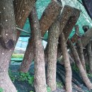 버드네농장 이미지