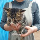 인월동물병원 이미지