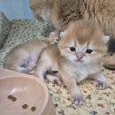 미앤유펫 강아지 고양이 원주점 | 충주고양이분양 가정묘 골드브리티쉬숏헤어먼치킨