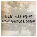 신효동 하귤나무 이미지