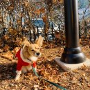 페리토고양 | 일상 리얼후기 일산애견호텔 페리토케어센터