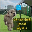 전원유치원 | 수원 애견 유치원 추천! 강아지 훈련사 선생님이 있는 멍스스쿨 유치원 후기