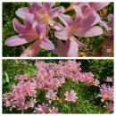 천방산농장 이미지