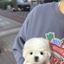 테일러퍼피 이미지