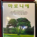 뉴 마로니에 이미지