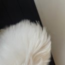 스니프 아틀라스 이미지