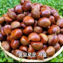 끝말잇기 어제 '다'에 이어 이미지
