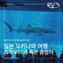 대한수족관 | 오키나와 츄라우미 수족관 후기｜실내 놀거리 추천 운영시간·교통·입장권·돌고래쇼 추천 총정리