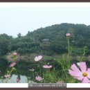 압로정 이미지