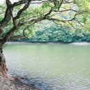 왕버들로 이미지