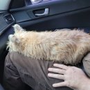 꾸며줄개 이미지