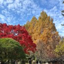 봉황주유소 | 충청도 가을 여행지 추천, 가을이 절정인 청남대 후기.