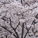 불광천5 이미지