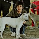 부여애견 이미지