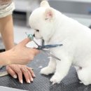 논산애견미용학원 이미지