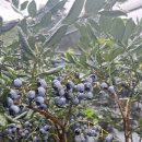 김영진농장 이미지