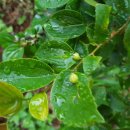 부춘농장 이미지