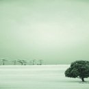 나무의꿈 이미지