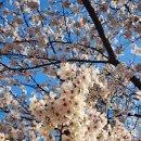 경관조명함체(안성천) | 안성 금석천 벚꽃 후기, 아파트 사이로 이어지는 벚꽃길이 정말 예뻤던 곳