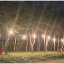 삼화리동광캠핑장 - 1294 | 삼화리동광캠핑장