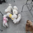 솔펫 동물병원 | 2021 반려견스타일리스트 필기 실기 시험후기 (대전 솔펫동물병원)