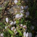 초롱꽃공원 이미지