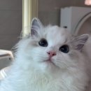 랙돌캐터리알렉산더돌스
