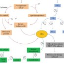 Re:Re:Lipid Peroxidation: Production, Metabolism, and Signaling Mechanisms of Malondialdehyde and 4-Hydroxy-2-Nonenal 이미지