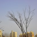평촌중앙공원 이미지
