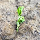 발아 | 완두콩 발아 성공 후기 | 미이라 완두콩 키우기, 싹 틔우기 과정 공개