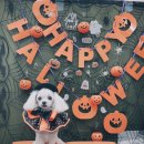 콩이 애견샵 이미지