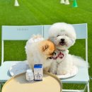 펫루션 | 펫루션 강아지 기관지영양제 급여한 리얼 후기