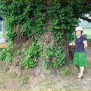 두곡리 은행나무 이미지